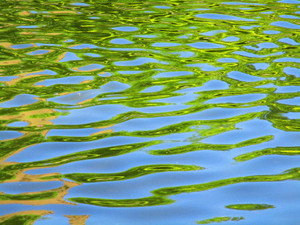 Reflecting Leaves