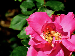 The Pink Flower is Nurturing