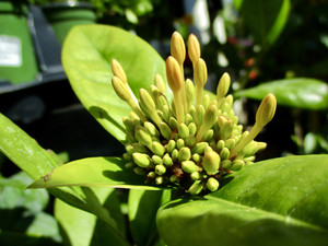 Green Buds