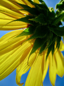 Yellow Flower​​​​