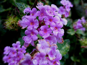 Dew Purple
