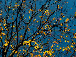 Autumn Days​
