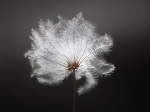 Old Man's Beard​