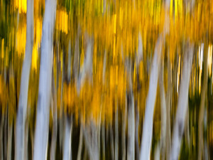 Aspen Gold