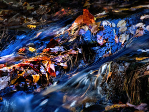 Autumn Color Splash