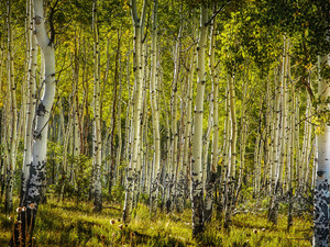 Aspen Stand Off