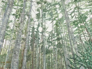 Up Through The Mighty Spruce