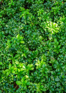 Dappled Light on Leaves