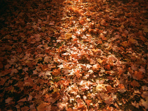 Autumn's Maple Leaves