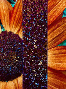 Autumn Sunflower