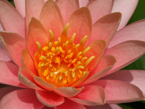 Water Lilly​