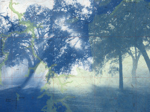 The Grove​​