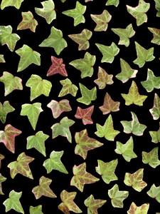 64267.01 Hedera helix 'Glacier'