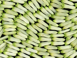65651.05 Polygonatum commutatum