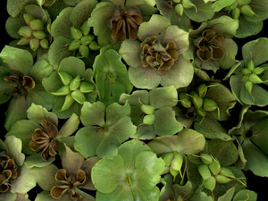 65731.01 Helleborus