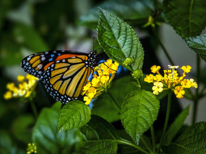 A Monarch and his Kingdom
