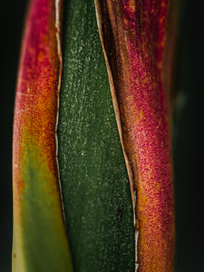 Emergence​​​​​​​​​​​​​​​