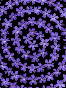 54230-01 Vinca minor