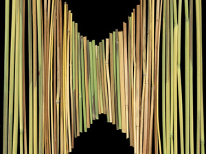 63380.04 Miscanthus sinensis