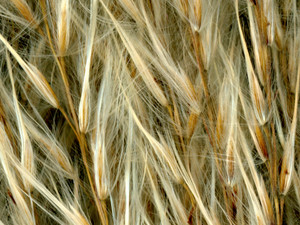 64118.04 Miscanthus sinensis