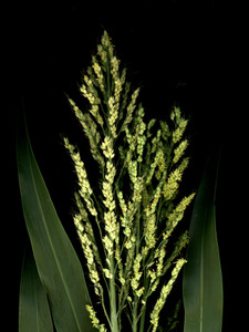 64976.01 Sorghum
