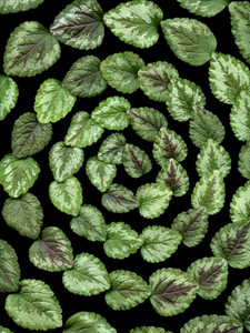 54950-01 Lamium galeobdolon