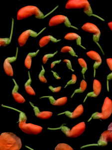 46605  Phaseolus coccineus