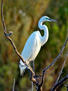 Sunset Egret