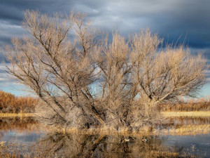 Bosque's Cottonwood
