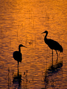 Crane Serenity
