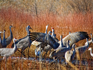 Crane Calling