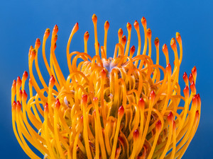 "California Sunshine" Pincushion Protea