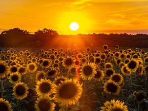 Sunset Over A Field Of Sunflowers