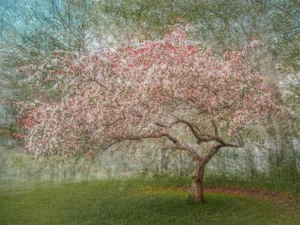 Blossoming Crabapple Tree in Spring