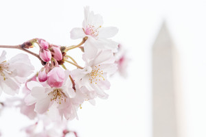 Cherry Blossoms & Washington Monument