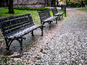 Cherry Blossom Snow on Benches, Washington DC
