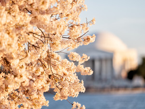 Cherry Blossoms & Jefferson Memorial Washington DC
