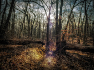 Mystical Trail Head