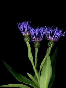 65661.01 Centaurea montana