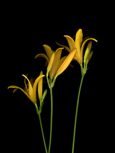 65700.01 Hemerocallis 'Orange Blooms in June'