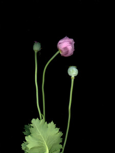 65775.01 Papaver somniferum