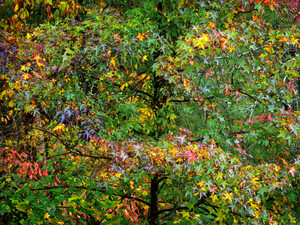 Autumn Blooms