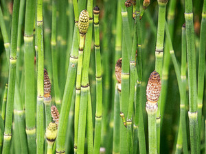 Horsetail rush