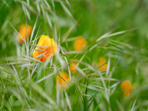 Meadow and Poppies
