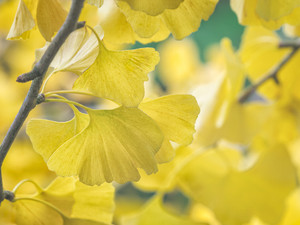 Ginkgo in Late Fall