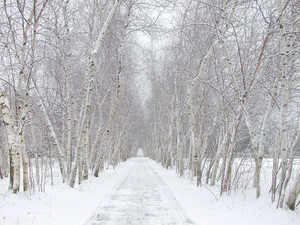 Snowy Birches