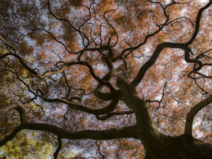 Colorful Japanese Maple