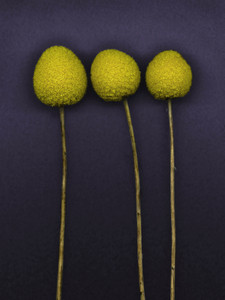 Billy Balls, Purple