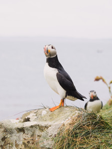 Staffa Puffin