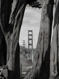 Golden Gate Bridge Through Trees B&W
